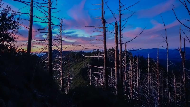 Illustration for article titled Adventure: California's Lost Coast